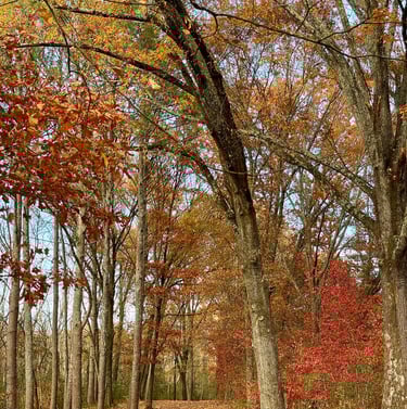 Chattanooga outdoor hiking trail through the woods