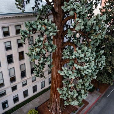 An aerial photograph of a giant sequoia tree positioned next to a classic historic building in the US Pacific Northwest. The contrast between the sage green tree and the architectural details creates a visually immersive urban scene.