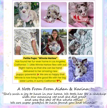 Past “Petite Pups” Puppies With Their New Owners + 5 Star Customer Reviews!
