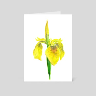 Yellow Iris greeting card