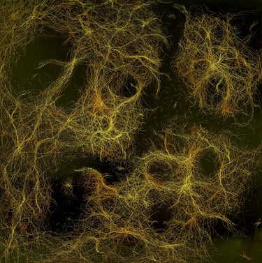 In Dreaming II Painting by Tim Grosvenor