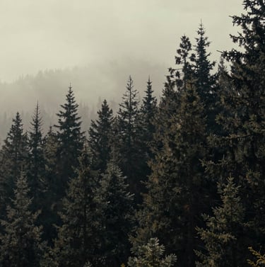 Atmospheric wide landscape shot from a film set in a North American forest, dramatic lighting, mist, cinematic scale, with off-white and deep black color tones.