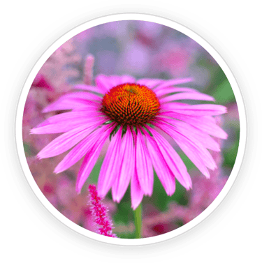 Echinacea