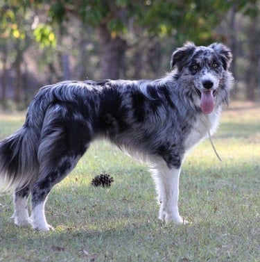 Blue Merle Stud Dog Border Collie 