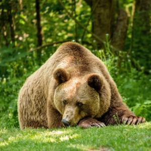 The Bear Threat!