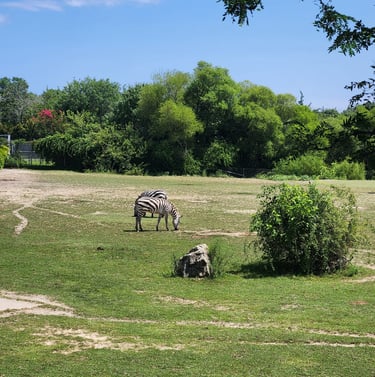zebras cape may zoo