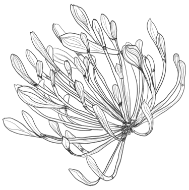 illustracion botánica de planta