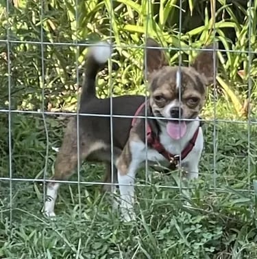AKC Louisiana Chihuahua male Buddy, chocolate and white coat, standing in grass with red harness.