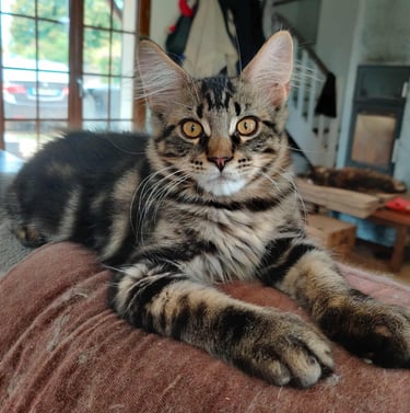 maine coon brown