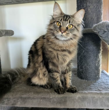 maine coon brown