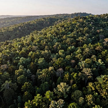 Aerial photography of a dense, rolling forest in North America during early morning. Muted sage and medium forest green hues. High-quality multimedia style, serene and expansive.