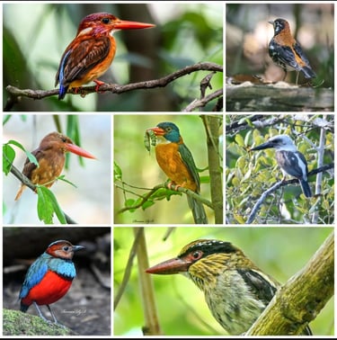 Tangkoko Birding tour - Sulawesi birding tour