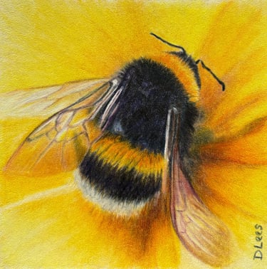 Coloured pencil drawing of a bumble bee on a yellow flower