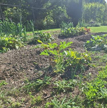 a garden full of companion plants planted next to each other