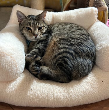 Max, our 15lb teddy bear of a cat