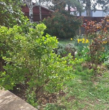 a bunch of flowers, bushes and perennials as companions in our garden