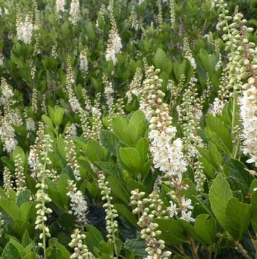 multiple green partial hade bushes with white flowers