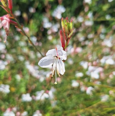 a white flower blooming in summertime