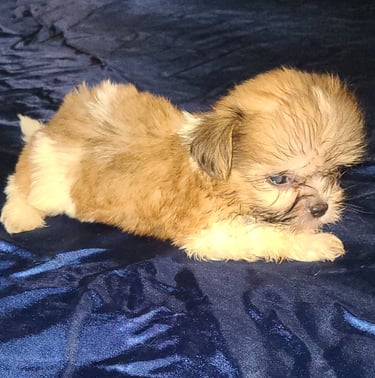 Designer Hypoallergenic Teacup Mal-Shi Puppy In Houston