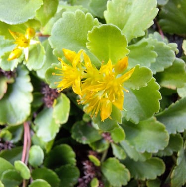 yellow St. John's Wort weed flowers