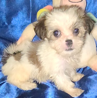 Designer Teacup Mal-Shi Puppy In Houston