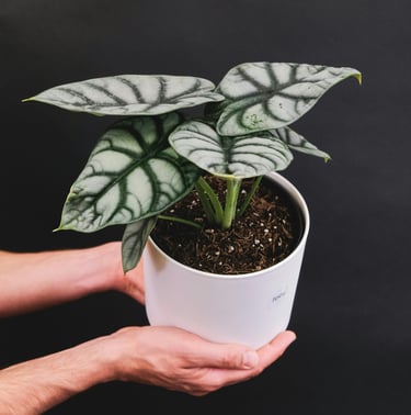 Alocasia plant care guide