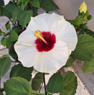 one white tropical Hibiscus flower