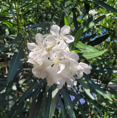 an Oleander bush with big white flowers in zone 8