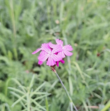 a tiny Cartusian Pink flower blooming in a medow