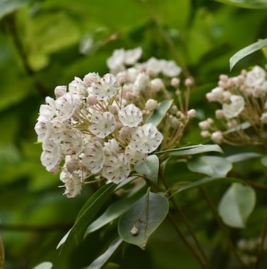 Mountain Laurel Bush, darkgreen leaves and white flowers in a green space