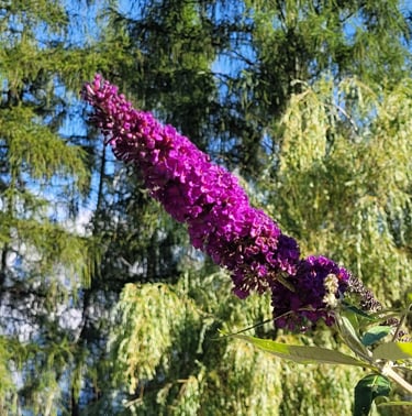 a purple Butterfly Bush flower in a trees in the background