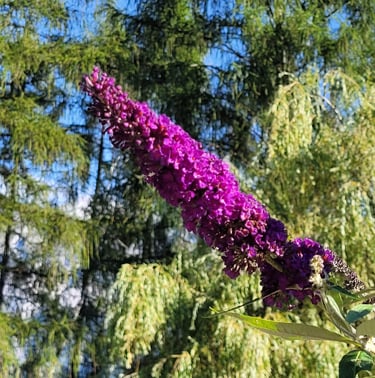 a purple Butterfly Bush flower in a trees in the background