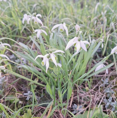 white winter flowers named Snowdrops