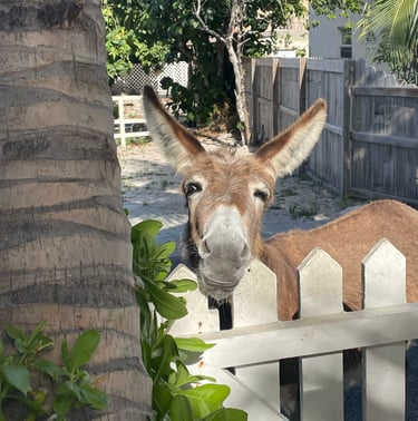 Donkeys of Grand Turk