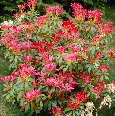 Japanese Pieris bush with beautifu red and green leaves