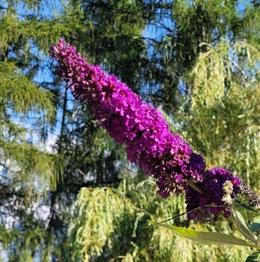 a purple Butterfly Bush flower in a trees in the background