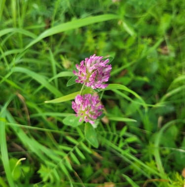 two tiny pink Red Clovers blooming in a meadow
