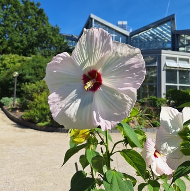 a large white-red Hibiscus in the sun