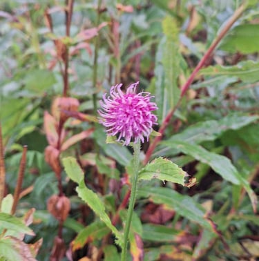 one pink Alpine Tistle