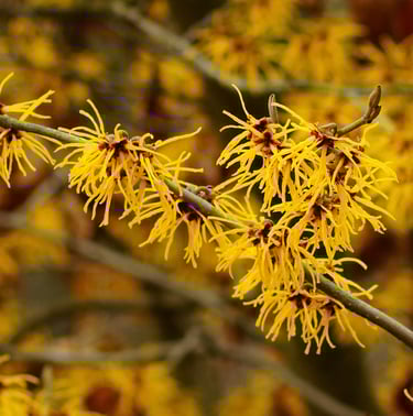 a yellow flowered plant great for landscapes