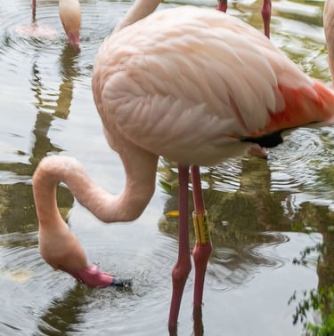 Exp Virtual Jose Ferri II - 16