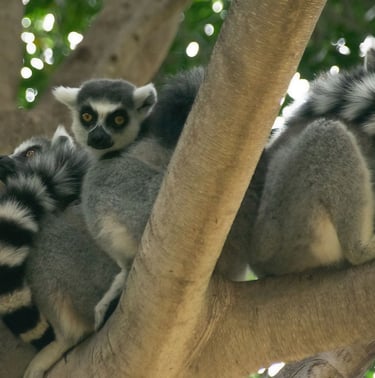 Exp Virtual Jose Ferri II - 14