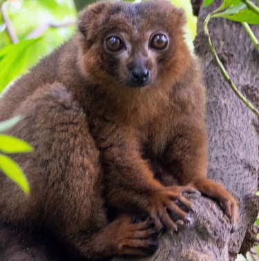 Exp Virtual Jose Ferri II - 13