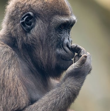 Exp Virtual Jose Ferri II - 12