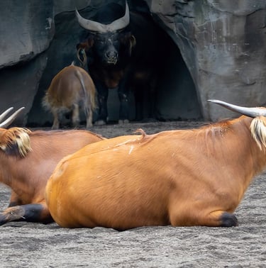 Exp Virtual Jose Ferri II - 11