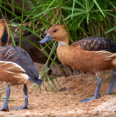 Exp Virtual Jose Ferri II - 10