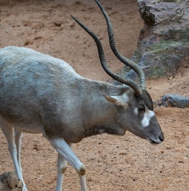 Exp Virtual Jose Ferri II - 4