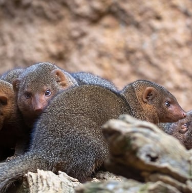 Exp Virtual Jose Ferri II - 3