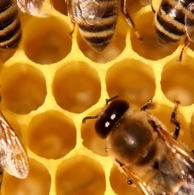 Bee Friendly plants at Moore's Greenhouse