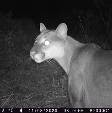 Puma concolor en Reserva Natural El Páramo, Guasca, Colombia — cámara trampa